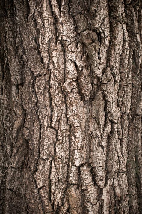 Wood Bark, Small Details, Oak Tree, Texture