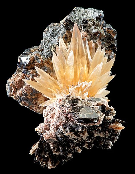 Golden Calcite perched atop Biotite matrix with Magnetite crystals Golden Calcite, Minerals Crystals Rocks, Geology Rocks, Pretty Rocks, Cool Rocks, Beautiful Rocks, Mineral Stone, Minerals And Gemstones, Rocks And Gems