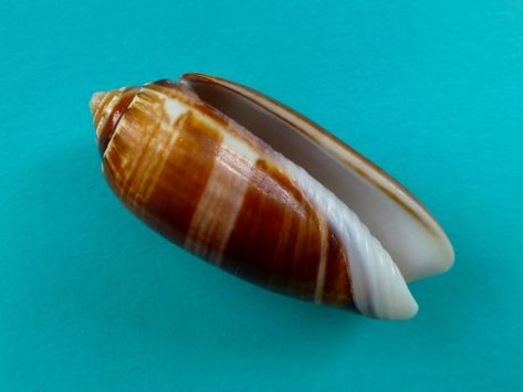 colorful pictures of seashells | Brown Olive Shell Mystery Solved! | i Love Shelling Shells Ideas, Seashell Letter, Seashell Identification, Olive Shell, Sanibel Shells, Types Of Olives, Sanibel Island Florida, Captiva Island, She Sells Seashells