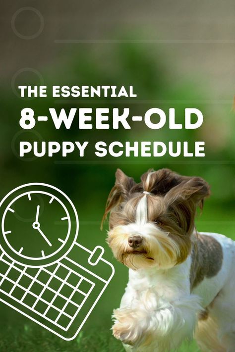 Dog Crate Training Puppy Schedule, Puppy Feeding Schedule, Perfect Schedule, Potty Training Schedule, Feeding Puppy, Puppy Training Guide, Puppy Schedule, Puppy Training Schedule, Morkie Puppies