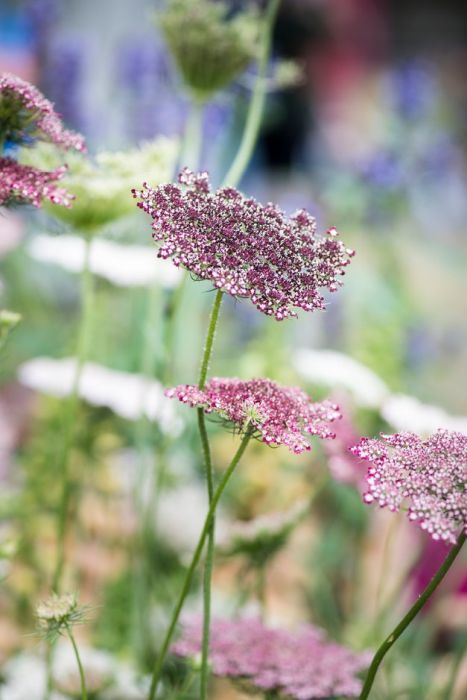 Daucus Carota Dara, Flower List, Red Carrot, Carrot Flowers, September Flowers, Orchid Show, List Of Flowers, Daucus Carota, Garden Types