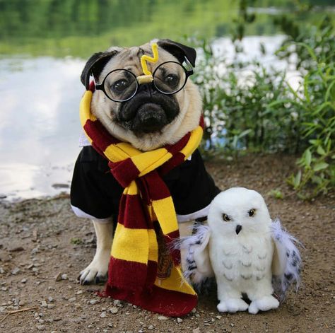 #Dougthepug #harrypotter Harry Potter Dog, Cute Pug Puppies, Doug The Pug, Funny Rats, Pug Pictures, King Of Pop, Pug Puppies, Pugs Funny, Cute Pugs