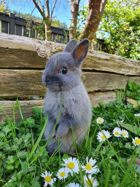 Sunshine, Daisys And A Rabbit Cutest Bunny Ever, Pet Goat, Rabbit Names, Beautiful Rabbit, Small Rabbit, Foster Kittens, Dog Shedding, Pet Rabbit, Funny Bunnies