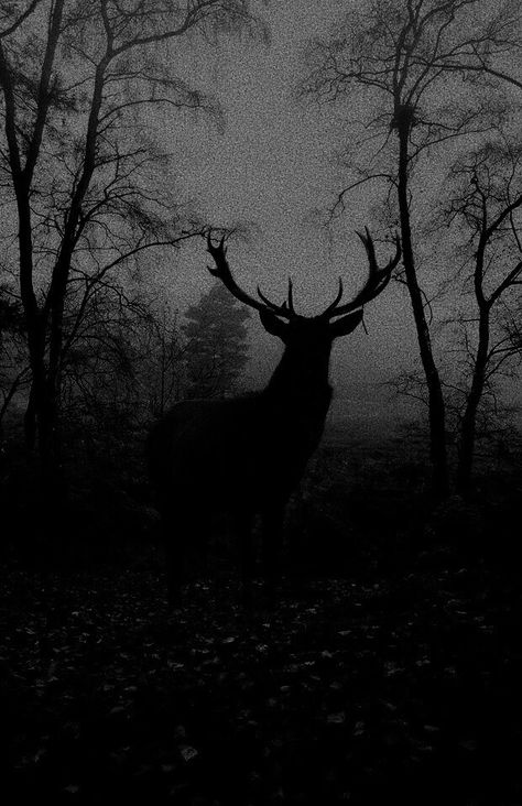 White Photo, In The Woods, A Black, Deer, Forest, Black And White, White, Instagram, Black