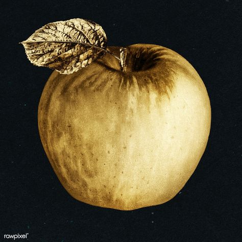 Golden Apple Aesthetic, Gold Aesthetics, Apple Stickers, Greek Myth, Golden Apple, Gold Stickers, Gold Apple, Greek Mythology Art, Black Apple