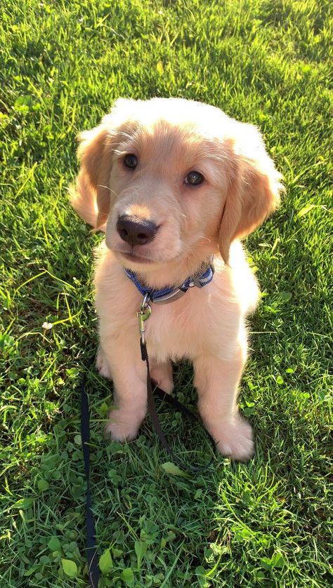 Puppies 🐶 on Twitter: "Awwww So cute puppy ❤️ https://t.co/3ExJP0Nq64" / Twitter Golden Retriever Boy, Golden Retriever Grooming, Cute Dog Wallpaper, Really Cute Puppies, Golden Boy, Really Cute Dogs, Cute Dog Pictures, Dog Parents