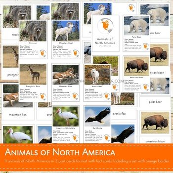 Montessori Animals of North America 3 Part Cards and Fact Cards Montessori Animals, Animals Of North America, Montessori Zoology, Ant Life Cycle, North America Continent, America Continent, Montessori Kindergarten, Apple Life Cycle, White Ibis