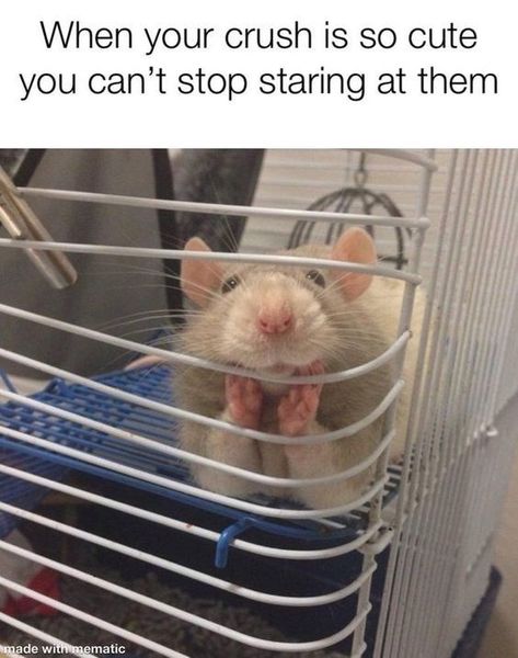 It’s Mouse Day: These Memes Will Change Your Mind About Them - I Can Has Cheezburger? Rattus Rattus, Cute Rats, A Rat, Pet Rats, Hamsters, Funny Animal Pictures, 귀여운 동물, Animal Memes, Cute Funny Animals