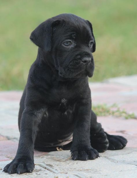 Cain Corso Puppy, Came Corso Puppy, Cane Corso Dog Puppies, Cane Corso Puppy, Dog Names Unique, Cane Corsos, How To Potty Train, Cane Corso Puppies, Power Wallpaper