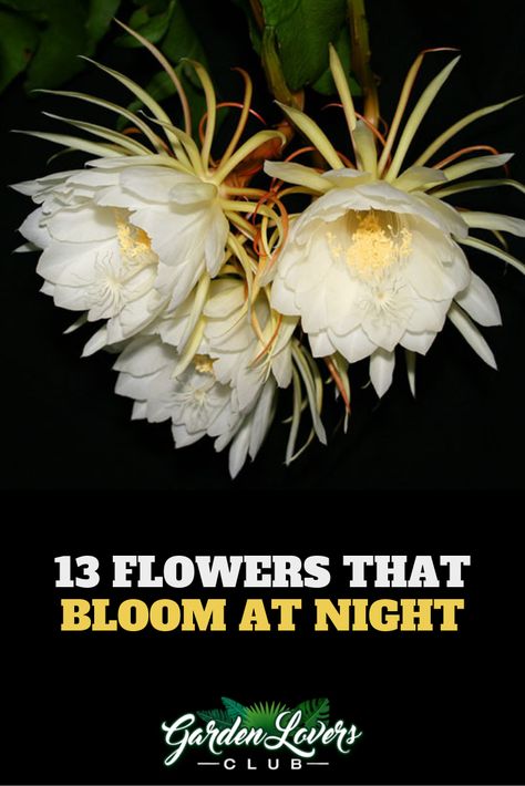 13 Flowers that Bloom at Night Lunar Garden, Primrose Plant, Easy Herbs To Grow, Night Blooming Flowers, Garden Paradise, 10 Flowers, Purple Plants, Flower Moon, Magical Herbs