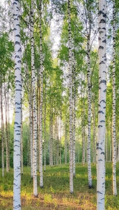 Birch Finland Birch Tree Aesthetic, Nat Aesthetic, Birch Garden, 자작나무 그림, Birch Tree Forest, Forest Camping, Birch Tree Art, Forest Camp, Birch Forest