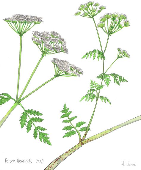 Poison Hemlock by ~Pointy-Eared-Fiend on deviantART Hemlock Drawing, Poisonous Hemlock, Hemlock Tattoo, Conium Maculatum, Poison Hemlock, Poison Plants, Herb Tattoo, Water Hemlock, Deadly Poison