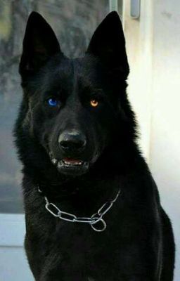 Continuously being hunted down by demons and angels, you a black german shepherd with blue and gold eyes, find yourself... Velcí Psi, Caine Husky, Lup Singuratic, Black Shepherd, Black German Shepherd Dog, Animal Funnies, Scary Dogs, Psy I Szczenięta, Black German Shepherd