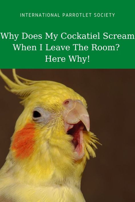 You may be wondering - why does my cockatiel scream when I leave the room? Discover these reasons why your cockatiel screams when you leave. #cockatiel #internationalparrotletsociety #healthcare #parrot #parrolet #parakeets #behavior #bird #pet Cockatiel Care, Parrot Diet, Cockatiel Toys, Bird Pet, Diy Snacks, Bird Care, Nutritious Diet, Parrot Toys, When You Leave