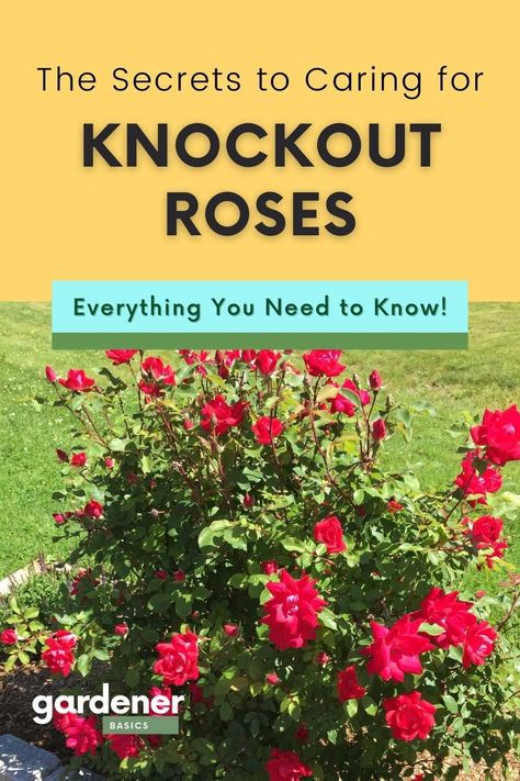 Knockout Roses Care, Pruning Knockout Roses, Double Knockout Roses, Rose Companion Plants, Peony Care, Gardening Herbs, Rose Fertilizer, Knockout Roses, Herbs Plants