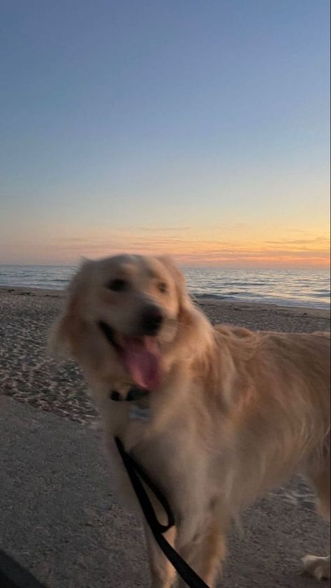 Dog Care Checklist, Spring Tide, Dog Remedies, A Golden Retriever, At The Beach, A Dog, Golden Retriever, The Beach, Puppies