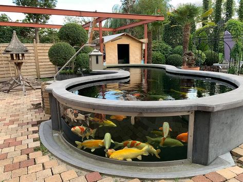 koi pond viewing window.  Pond Trade Magazine Carp Pond, Outdoor Fish Ponds, Pond Heater, Indoor Pond, Koi Pond Design, Kolam Koi, Taman Air, Aquaponics Fish, Outdoor Ponds