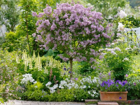 Syringa Meyeri 'Palibin', Lilac 'Palibin', Meyer Lilac 'Palibin', Dwarf Korean Lilac, Pink Lilac, Purple lilac Korean Lilac Tree, Spring Border, Lilac Tree, Coastal Gardens, Meadow Rue, Ornamental Trees, Traditional Garden, Plant Combinations, Garden Borders