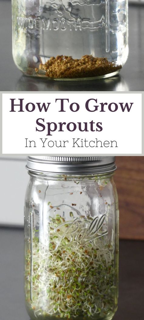 Mason jar with alfalfa sprouts in it Mason Jar Uses, Grow Alfalfa Sprouts, Alfalfa Sprouts Recipes, Bean Sprouts Growing, Sprouts In A Jar, How To Grow Sprouts, Grow Sprouts, Growing Sprouts, Simple Living Lifestyle