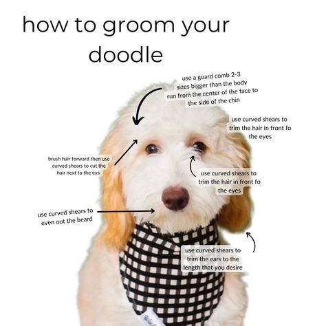 How I Groom My Doodles Doodle Eyes, Goldendoodle Haircuts, Haircut Tip, You Doodle, Bear Face, Eye Brushes, Goldendoodle, Dog Hair, Dog Grooming