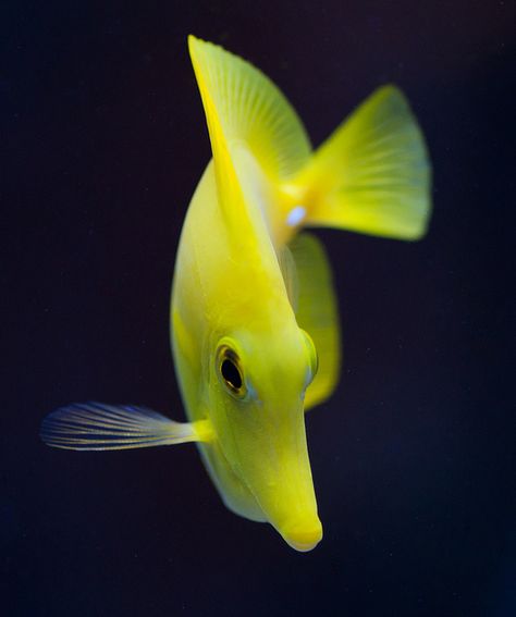 // Yellow Tang Fish, Surgeon Fish, Yellow Tang, Tang Fish, Saltwater Fish Tanks, Yellow Fish, Salt Water Fish, Sea Dweller, Marine Aquarium