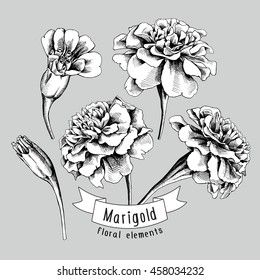 Flowers Illustration Black And White, Marigold Drawing, Tramp Stamps, Flowers Elements, Marigold Tattoo, Scientific Drawing, Illustration Black And White, Mallow Flower, Tattoo Nature