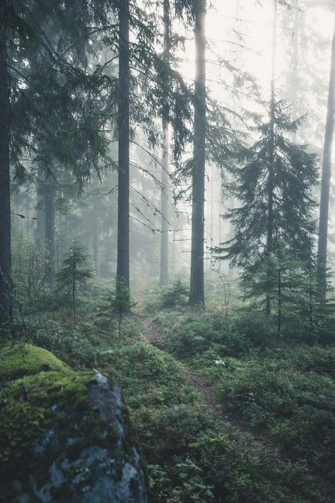 Early in the morning in the misty woods of central Finland [1440x2160] [OC]  Click the link for this photo in Original Resolution.  If you have Twitter follow twitter.com/lifeporn5 for more cool photos.  Thank you author: https://bit.ly/2W31GwN  Broadcasted to you on Pinterest by pinterest.com/sasha_limm  Have The Nice Life! Misty Woods, Dark Naturalism, Earth Pictures, Early In The Morning, Cabins In The Woods, Dark Forest, Nature Aesthetic, Pretty Places, Dark Wallpaper