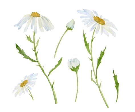 Daisy Vector, Daisy Flower Drawing, Cute Flower Drawing, Daisy Drawing, Watercolor Daisy, Modern Watercolor Art, White Blossom, Flower Line Drawings, Daisy Art