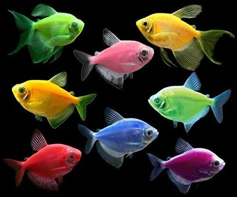 GloFish fluorescent fish are born brilliant! $15.00 Standard Shipping. They are not injected or dyed. They inherit their harmless, lifelong color from their parents, and require the same care as any other community fish. GloFish are great for any home, office, or classroom and perfect for hobbyists and beginners alike. Glofish Aquarium, Glow Fish, Tetra Fish, Ikan Air Tawar, African Cichlids, Fish Supplies, Live Fish, Live Animals, Pet Fish