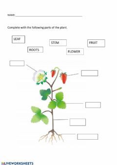 Parts of the plant 1 grade Language: English Grade/level: Grade 1 School subject: Natural Science Main content: Plants Other contents: Science Primary 1 Worksheet, Worksheets For Grade 1 Science, Class 1 Science Worksheet, Plants Around Us Worksheet For Grade 1, Worksheets For Grade 1 Evs, Class 1 Evs Worksheets, Evs Worksheets For Grade 1, Plants Grade 1, Science For Grade 1 Worksheets