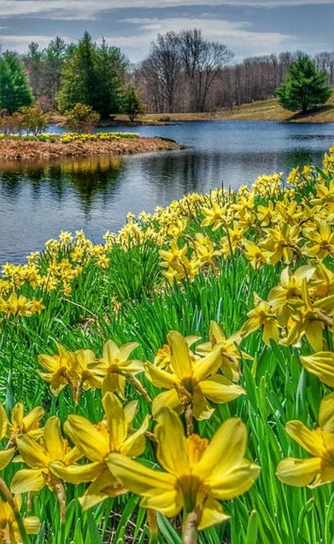 Spring Scenery, Matka Natura, Wild Nature, Exotic Plants, Flower Field, Nature Scenes, Nature Travel, Beautiful Photography, Amazing Nature