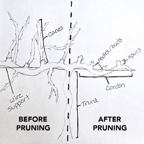 Why To Prune Grapes In The Winter - And How To Do It With Ease! How To Prune Grape Vines, Chicken Orchard, Grape Vine Trellis Ideas, Pruning Grapevines, Pruning Grapes, Grape Vine Pruning, Grape Vine Plant, Grape Vine Trellis, Grape Tree