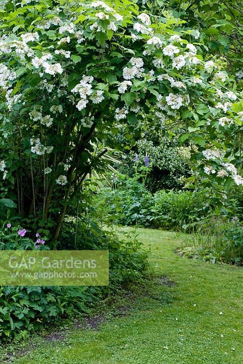 Grass Pathway, Guelder Rose, Viburnum Opulus, British Garden, Plant Photography, Pollinator Garden, White Garden, Summer Plants, White Gardens