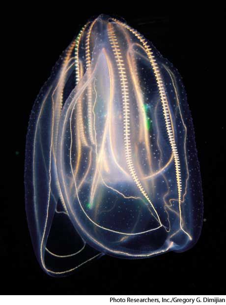 Comb Jelly (Ctenophore) | the Shape of Life | The Story of the Animal Kingdom Bioluminescent Deep Sea Creatures, Bioluminescent Animals, Jelly Fishes, Comb Jelly, Deep Sea Life, Character Designing, Collage Material, Animal Inspiration, Jellyfish Art