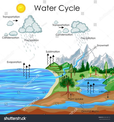 Education Chart of Biology for Water Cycle Diagram. Vector illustration #Ad , #Sponsored, #Biology#Water#Education#Chart Water Cycle Art, Education Chart, Water Cycle Model, Water Cycle For Kids, Water Cycle Project, Water Cycle Diagram, Bio Project, Geography Notes, Cycle Drawing