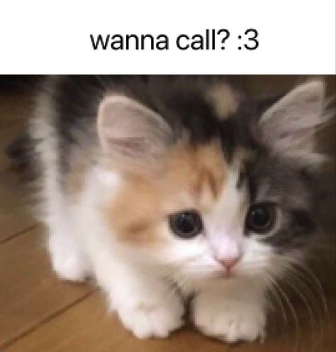 I Love You Cat Reaction Pic, Cat Flipping You Off, Thank You Cat Meme, Disgusted Cat, Skrunkly Cat, Annoyed Cat, Cat Reaction, Gato Calico, Wanna Call