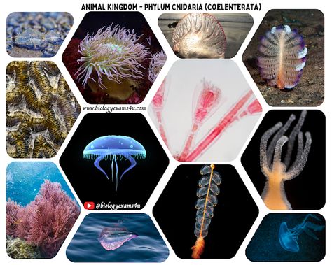 Phylum Cnidaria( Coelenterata) Characteristics and Examples of Phylum Coelenterata | Animal Kingdom Creatures Of The Class Cephalopoda, Free Certificate Courses, Pteridophyta Notes, Phylum Coelenterata, Phylum Cnidaria Notes, Phylum Platyhelminthes, Dna Technology, Phyllorhiza Punctata, Recombinant Dna