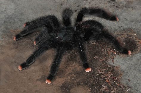 pink toed tarantula Pink Toed Tarantula, Avicularia Avicularia, Pink Tarantula, Pinktoe Tarantula, Pink Toe Tarantula, Tarantula Enclosure, Pet Tarantula, Arachnids Spiders, Spider Species