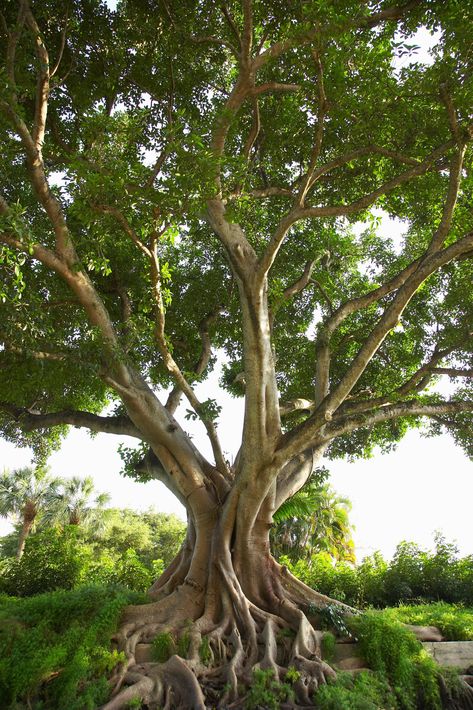 Ficus Religiosa, Boom Kunst, Weird Trees, Bonsai Tree Types, Bodhi Tree, Banyan Tree, Unique Trees, Tree Photography, Tree Roots