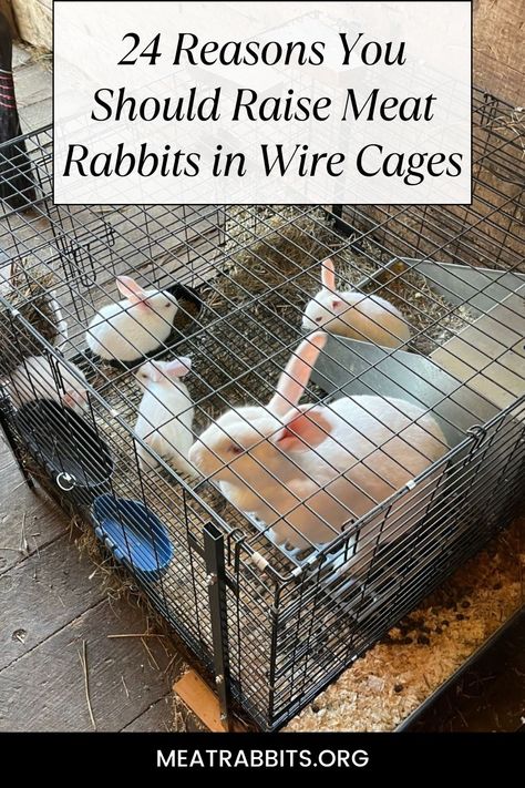 Meat Rabbit Hutch Outdoor, Meat Rabbit Set Up, Rabbit Breeding Setup, Meat Rabbits Housing, Rabbit Husbandry, What To Feed Rabbits, Rabbit Village, Rabbit Tractor, Wire Rabbit Cages