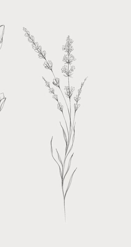 Lavender Tattoo Drawing, Single Wild Flower Tattoo, Lavender Drawing Tattoo, Delicate Fine Line Flower Tattoo, Botanical Vine Tattoo, Botanical Line Art Illustration, Lavander Tatoos Ideas, Lavender Tattoo Back, Wildflower Back Tattoo