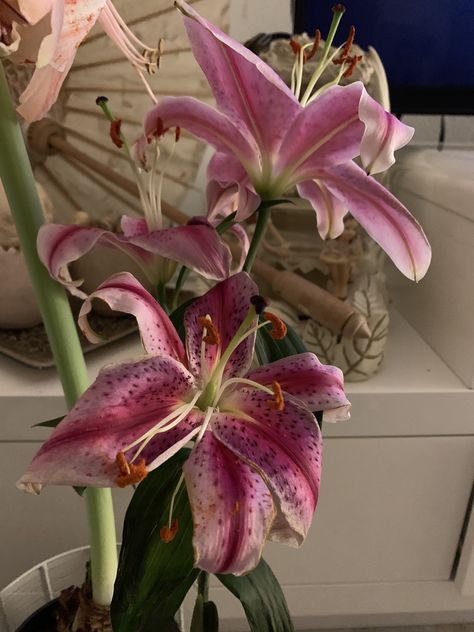 #flowers #lilium #bloemen #homeplants #plants Lilium Martagon, Like Aesthetic, Pink Flowers, Roses, Purple, Plants, Flowers, Pink