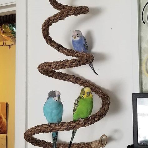 Budgie Care, Big Bird Cage, Homemade Bird Toys, Bird Room, Funny Bird Pictures, Diy Bird Toys, Parrot Stand, Bird Wall Decals, Bird Aviary