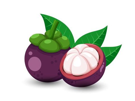 Vector mangosteen fruits isolated on whi... | Premium Vector #Freepik #vector #food #cartoon #fruit #health Mangosteen Drawing, Fruit Health, Cartoon Fruit, Fruit Cartoon, Fruits Drawing, Fruit Picture, Food Cartoon, Flower Drawing Design, Bangla Quotes