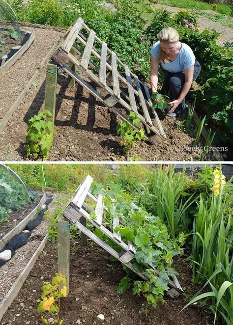 No Tools Required DIY Pallet Cucumber Trellis • Lovely Greens Potager Palettes, Cucumber Trellis Diy, Kebun Herbal, Lovely Greens, Garden Ideas To Make, Taman Diy, Cucumber Trellis, Diy Trellis, Diy Gardening