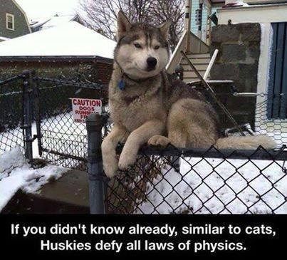 I'm Too Good for Gravity Husky Humor, Animal Funnies, Husky Funny, Koci Humor, Dragon Flies, My Husky, Dog Quotes Funny, Husky Mix, Love My Dog