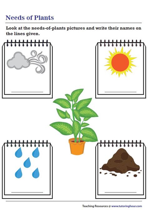 Plant Needs Needs Of Plants, Plants Worksheets, Preschool Activities Printable, Alphabet Worksheets Kindergarten, Graphing Activities, Learning English For Kids, Worksheets For Preschool, Arabic Alphabet For Kids, Workbook Template