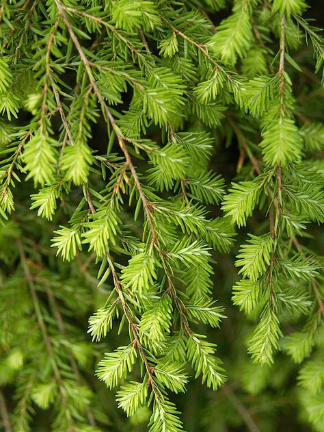 This Canadian Hemlock thrives in the shade! More conifer ideas: http://www.bhg.com/gardening/trees-shrubs-vines/trees/the-best-conifers-for-your-yard/?socsrc=bhgpin090713canadianhemlock=17 Tsuga Canadensis, Canadian Hemlock, Fast Growing Evergreens, Conifer Trees, Specimen Trees, Garden Shrubs, Have Inspiration, Herbaceous Perennials, Interview Tips