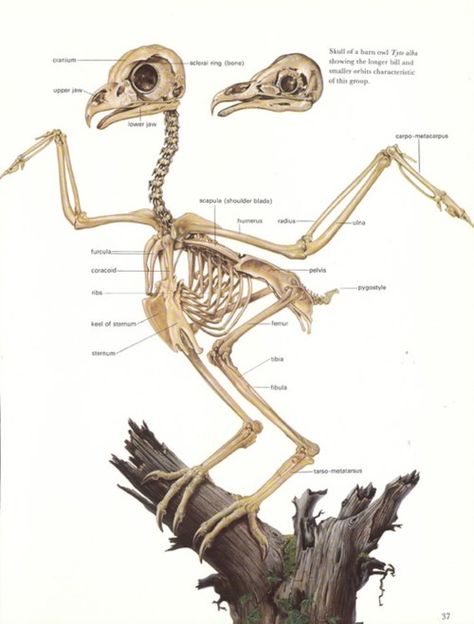 owl skeleton | Tumblr Owl Legs, Owl Talons, Owl Skeleton, Wing Anatomy, Bird Skeleton, Owl Wings, Skeleton Anatomy, Animal Skeletons, Bird Wings