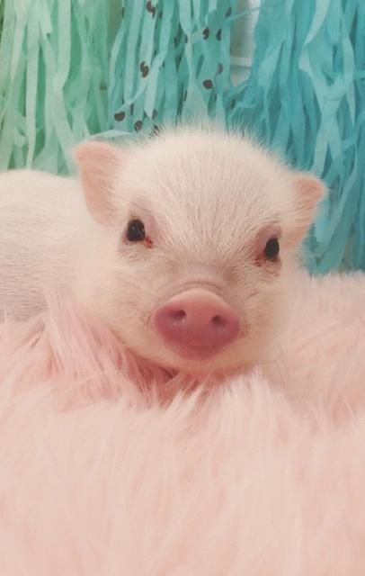 cute pink pig :) Teacup Pig, Micro Pigs, Teacup Pigs, Cute Piglets, Mini Pigs, Cute Piggies, Pet Pigs, Baby Pigs